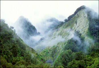 Mist crawls over a forrested New Zealand hill.